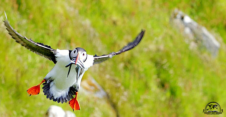 Puffin