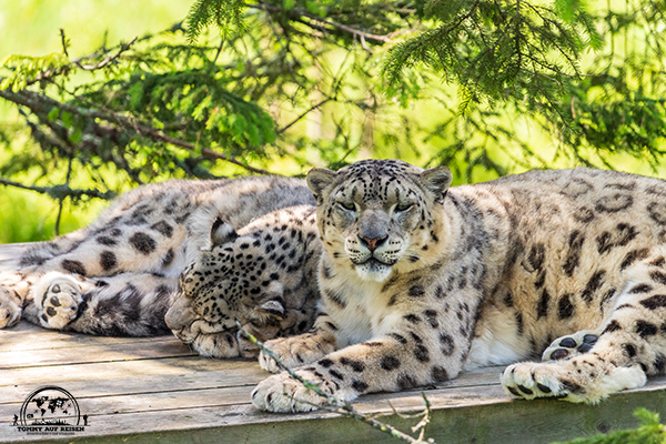 Schneeleopard im Tierpark